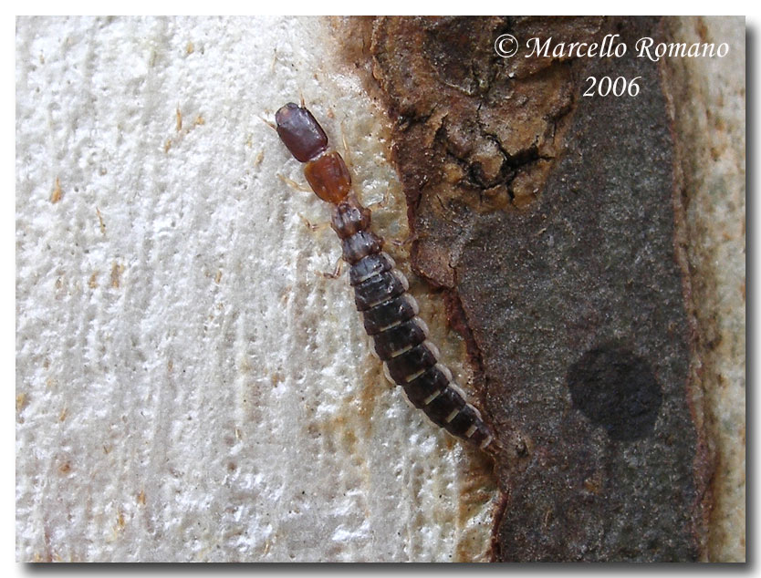 larve Rafidiotteri Parainocellia bicolor, Fibla machlachlani